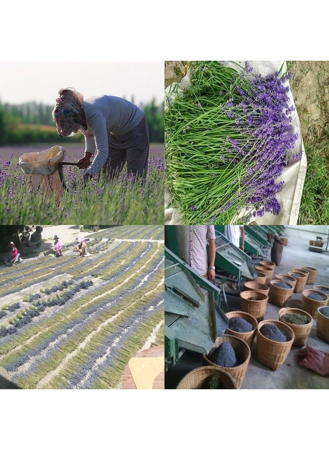 TooGet - Fragrant Lavender Buds Natural Dried Flowers Wholesale Ultra Blue Grade 1 2 Pound - Image 1
