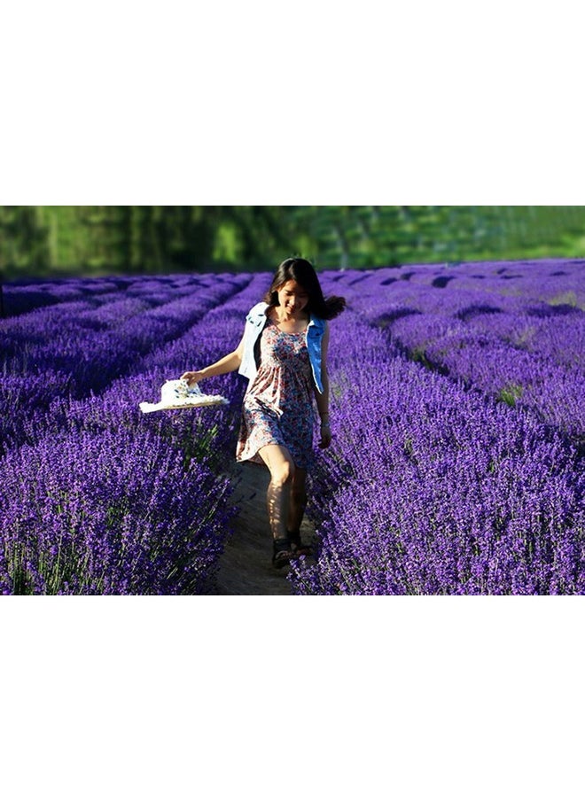 TooGet - Fragrant Lavender Buds Natural Dried Flowers Wholesale Ultra Blue Grade 1 2 Pound - Image 1