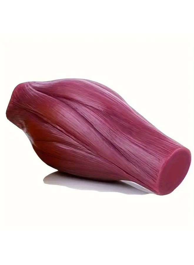18 Plus Muscle and Fat Anatomy Model Classic Layered Visualization Design Accurate Texture Restoration Medical Popularization Teaching Tool Excellent for Interest Research and Collection - Image 1