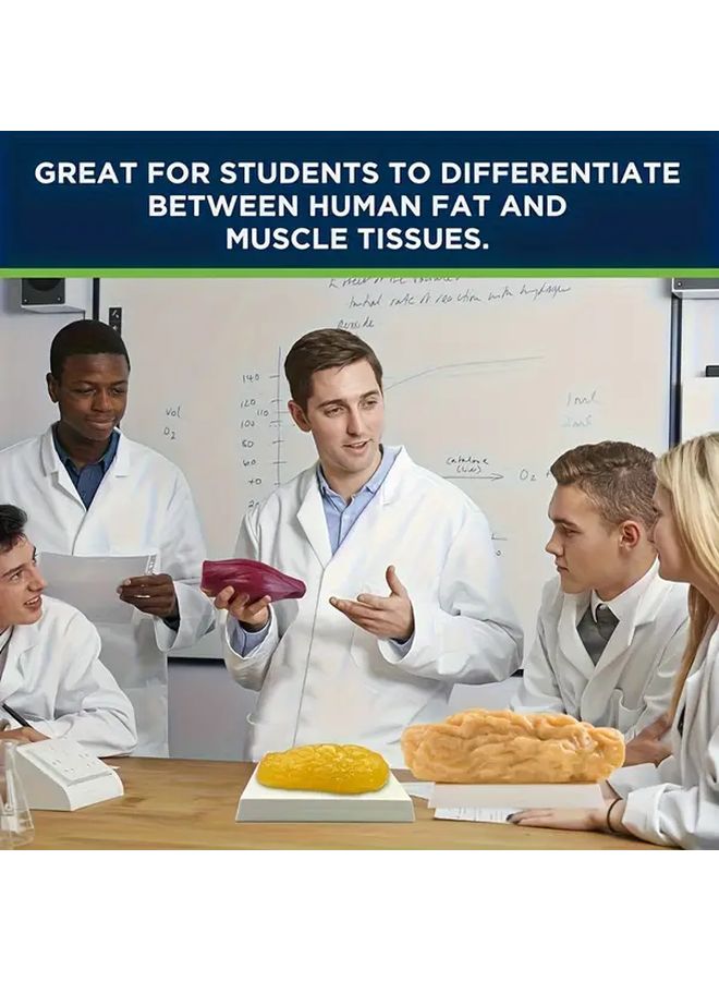 18 Plus Muscle and Fat Anatomy Model Classic Layered Visualization Design Accurate Texture Restoration Medical Popularization Teaching Tool Excellent for Interest Research and Collection - Image 4