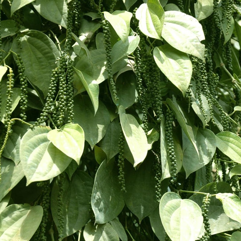 M-Tech Gardens Rare Blackpepper Plant (Panniyur - 1, Hybrid) Exotic 1 Live Spice Plant - Image 3