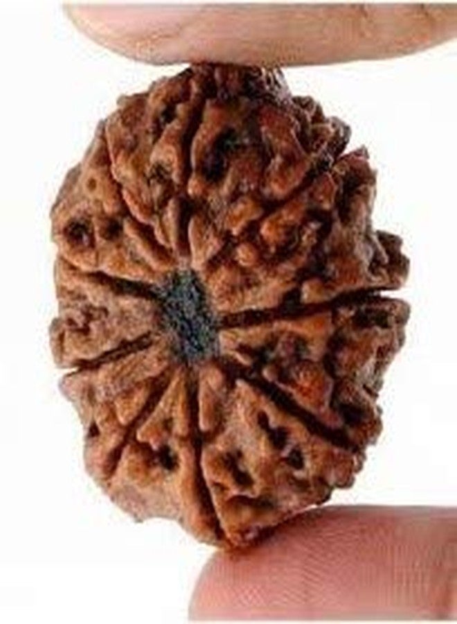 حبة رودراكشا نيبالية من نوع TheGalaxy 9 Mukhi (تسعة أوجه)، مباركة لترديد المانترا، معتمدة من المختبر - Image 3