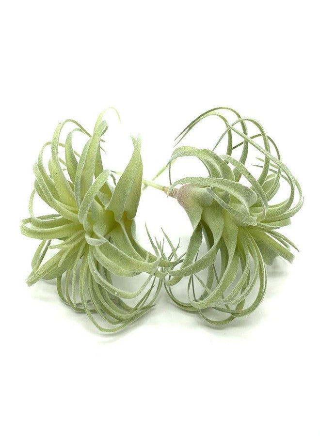 EBUYOM 2 PCS Artificial Succulents Plants Real Touch Lifelike Succulants Plants Faux Greenery Plants Garden DIY Home Office Decoration Ornament (Flocking Air Plant) - Image 1