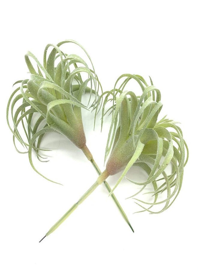 EBUYOM 2 PCS Artificial Succulents Plants Real Touch Lifelike Succulants Plants Faux Greenery Plants Garden DIY Home Office Decoration Ornament (Flocking Air Plant) - Image 2