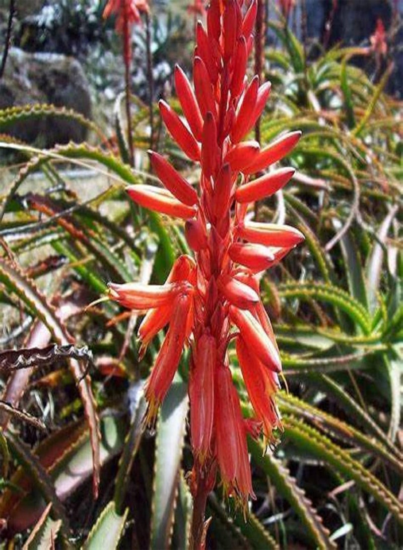 GGOOT 5 Seeds Aloe Arborescens,Torch Aloe,Candelabra Aloe,Krantz Aloe,Mountain Bush Aloe, Aloe Candelabra Evergreen Succulent Shrub Drought and Salt Tolerant  - Image 3