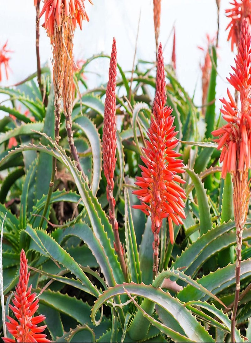 GGOOT 5 Seeds Aloe Arborescens,Torch Aloe,Candelabra Aloe,Krantz Aloe,Mountain Bush Aloe, Aloe Candelabra Evergreen Succulent Shrub Drought and Salt Tolerant  - Image 1
