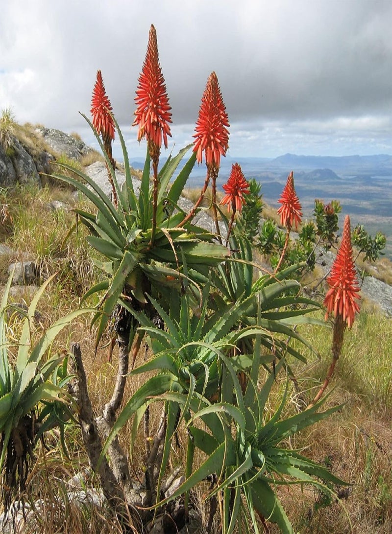 GGOOT 5 Seeds Aloe Arborescens,Torch Aloe,Candelabra Aloe,Krantz Aloe,Mountain Bush Aloe, Aloe Candelabra Evergreen Succulent Shrub Drought and Salt Tolerant  - Image 4