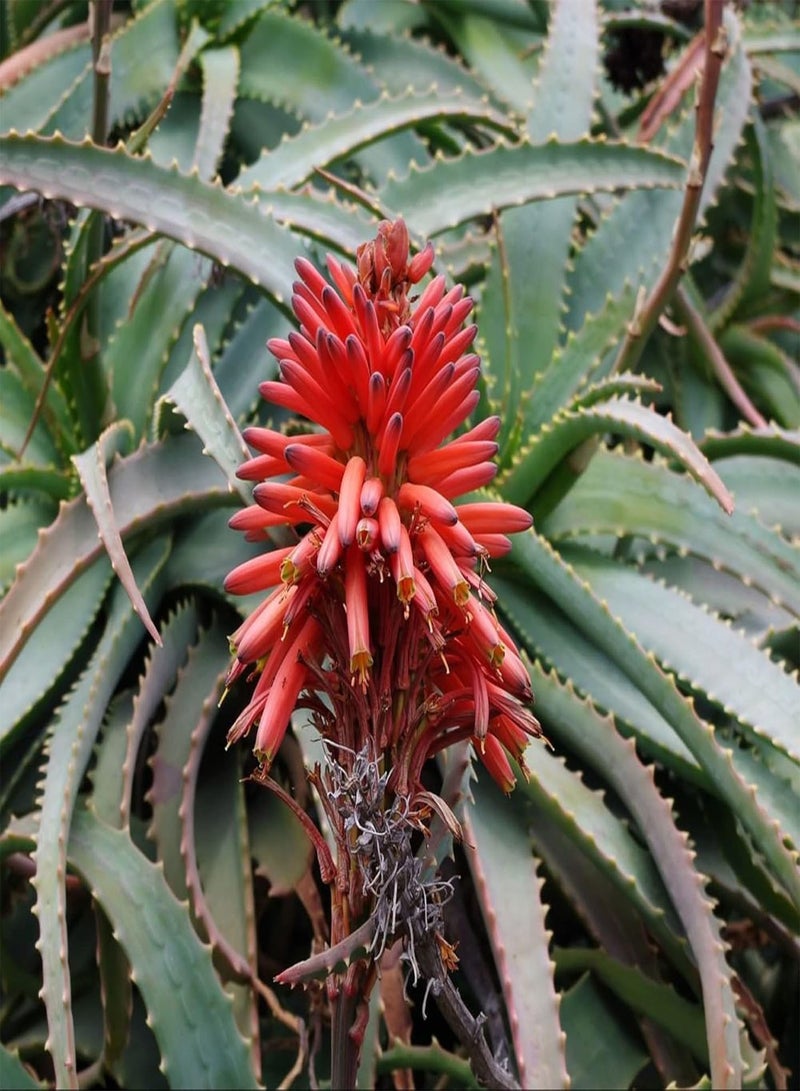 GGOOT 5 Seeds Aloe Arborescens,Torch Aloe,Candelabra Aloe,Krantz Aloe,Mountain Bush Aloe, Aloe Candelabra Evergreen Succulent Shrub Drought and Salt Tolerant  - Image 2