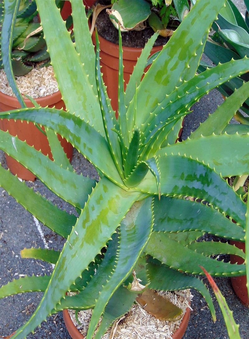 GGOOT 5 Seeds Aloe Arborescens,Torch Aloe,Candelabra Aloe,Krantz Aloe,Mountain Bush Aloe, Aloe Candelabra Evergreen Succulent Shrub Drought and Salt Tolerant  - Image 5