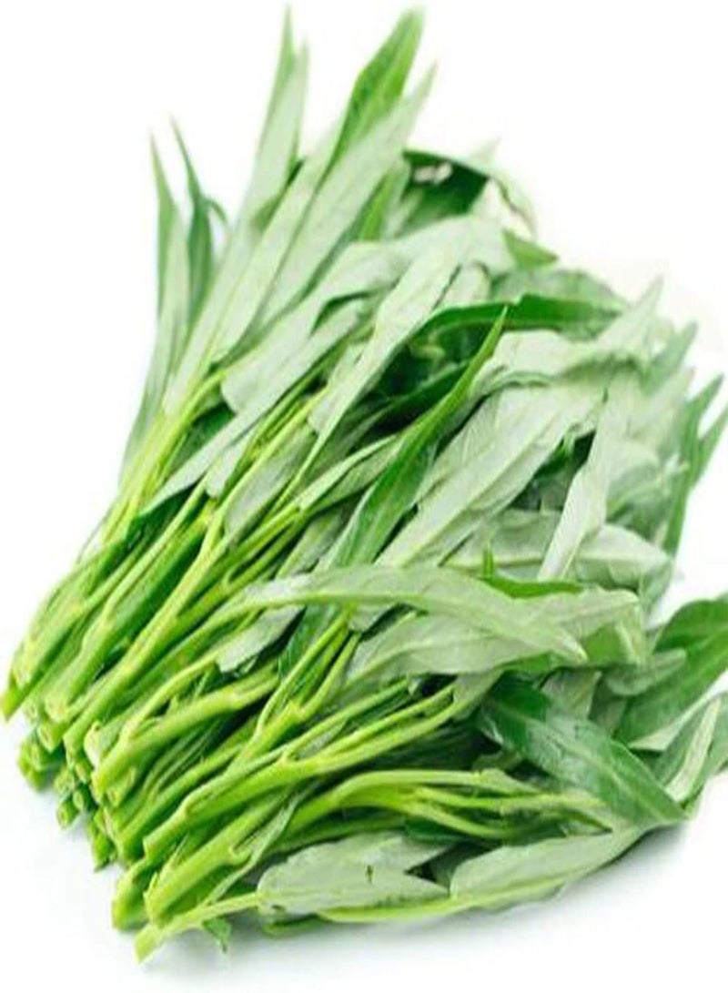 GGOOT 400Pcs/Bag Water Spinach Seeds Edible Nutritious Flavorful Gardening Gift Vegetable Seeds for Yard Easy to Plant,Gardening,Home Decor - Water Spinach Seeds - Image 5