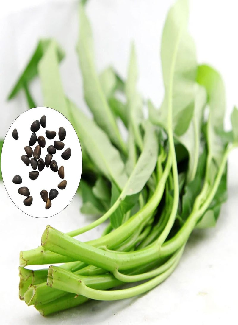 GGOOT 400Pcs/Bag Water Spinach Seeds Edible Nutritious Flavorful Gardening Gift Vegetable Seeds for Yard Easy to Plant,Gardening,Home Decor - Water Spinach Seeds - Image 2
