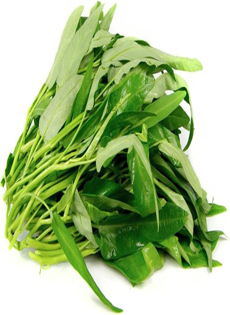 GGOOT 400Pcs/Bag Water Spinach Seeds Edible Nutritious Flavorful Gardening Gift Vegetable Seeds for Yard Easy to Plant,Gardening,Home Decor - Water Spinach Seeds - Image 4