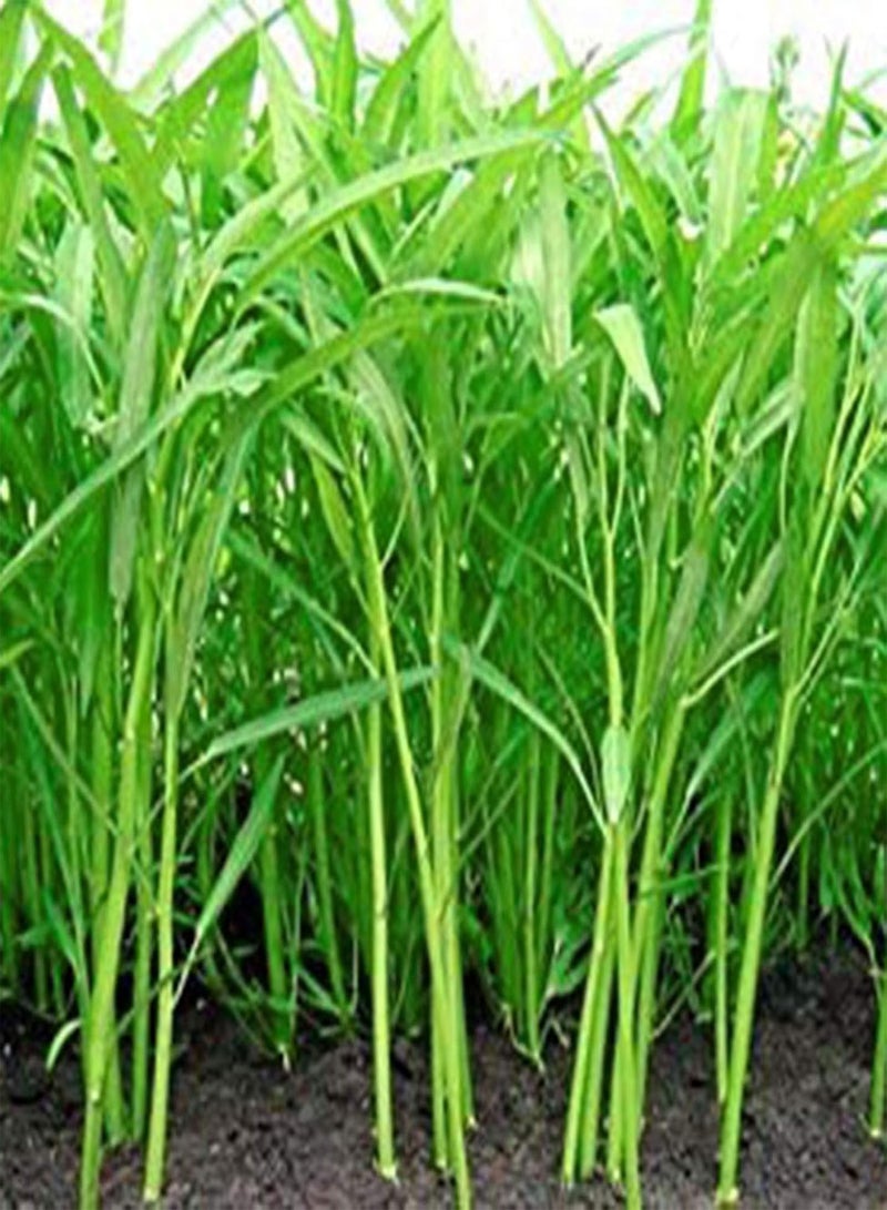 GGOOT 400Pcs/Bag Water Spinach Seeds Edible Nutritious Flavorful Gardening Gift Vegetable Seeds for Yard Easy to Plant,Gardening,Home Decor - Water Spinach Seeds - Image 1