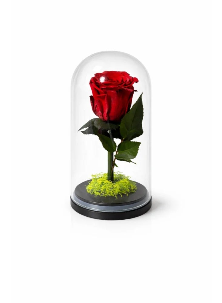 RAFAL Forever Red Rose in Glass Dome – Preserved Eternal Single Rose Lasts up to 2 Years, Premium Natural Flower, Luxury Gift for Her, Romantic Table Decor for Anniversary & Birthdays - Image 1