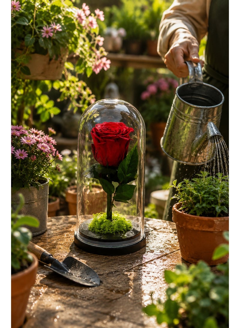 RAFAL Forever Red Rose in Glass Dome – Preserved Eternal Single Rose Lasts up to 2 Years, Premium Natural Flower, Luxury Gift for Her, Romantic Table Decor for Anniversary & Birthdays - Image 2