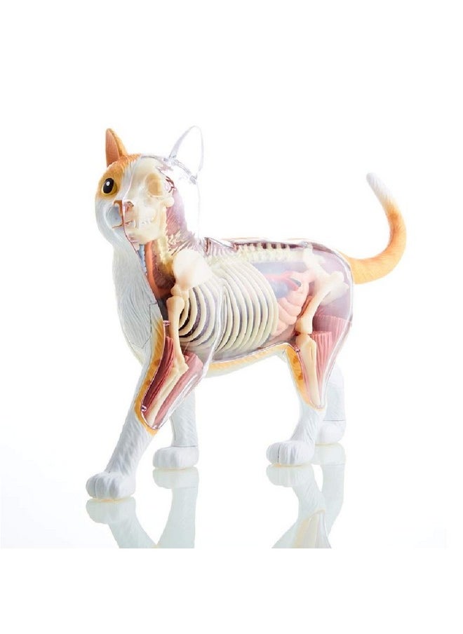 4D Master - 4D Vision Orange Tabby Cat Skeleton & Anatomy Model Kit - Image 1