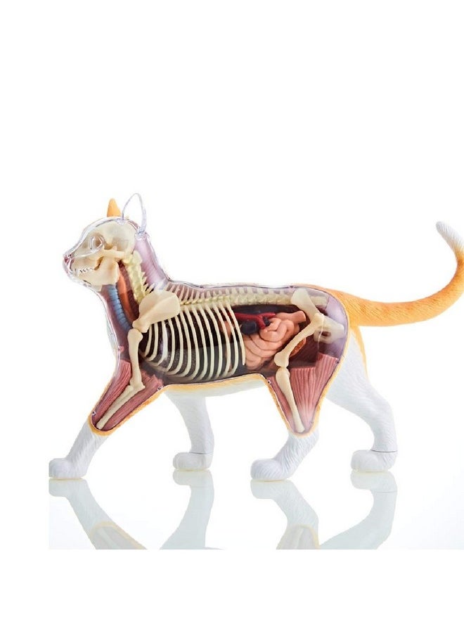4D Master - 4D Vision Orange Tabby Cat Skeleton & Anatomy Model Kit - Image 1