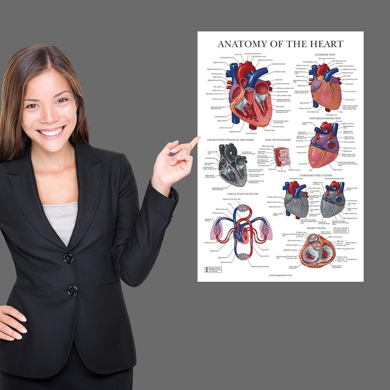 Palace Learning Heart Anatomy Poster - LAMINATED - Anatomical Chart of the Human Heart - 18" x 24" - Image 4