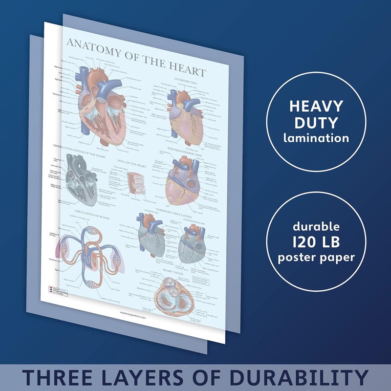 Palace Learning Heart Anatomy Poster - LAMINATED - Anatomical Chart of the Human Heart - 18" x 24" - Image 3