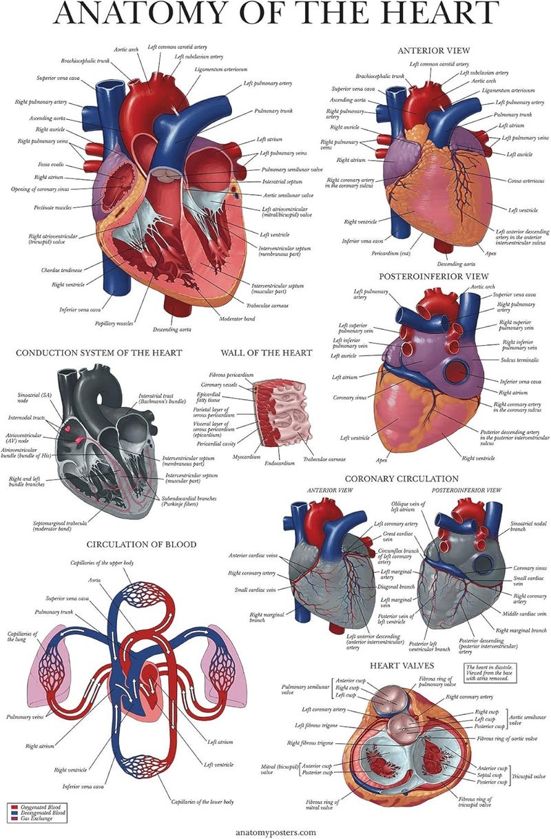 Palace Learning Heart Anatomy Poster - LAMINATED - Anatomical Chart of the Human Heart - 18" x 24" - Image 1