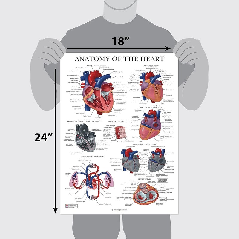 Palace Learning Heart Anatomy Poster - LAMINATED - Anatomical Chart of the Human Heart - 18" x 24" - Image 2