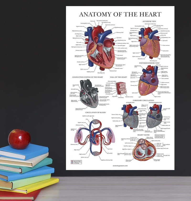 Palace Learning Heart Anatomy Poster - LAMINATED - Anatomical Chart of the Human Heart - 18" x 24" - Image 5