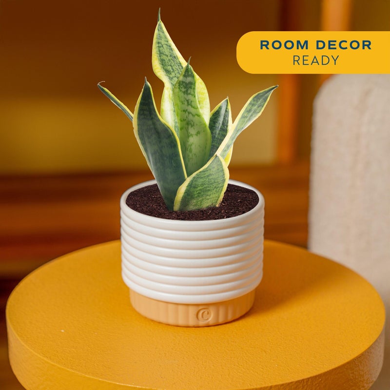 Costa Farms Live Indoor Plant Bundle in Decorative Pots, Easy to Maintain, Air Purifying Indoor Houseplants, Assorted Varieties, Room or Office Decor, House Warming Gift, 8-12 Inches Tall, Pack of 2 - Image 2