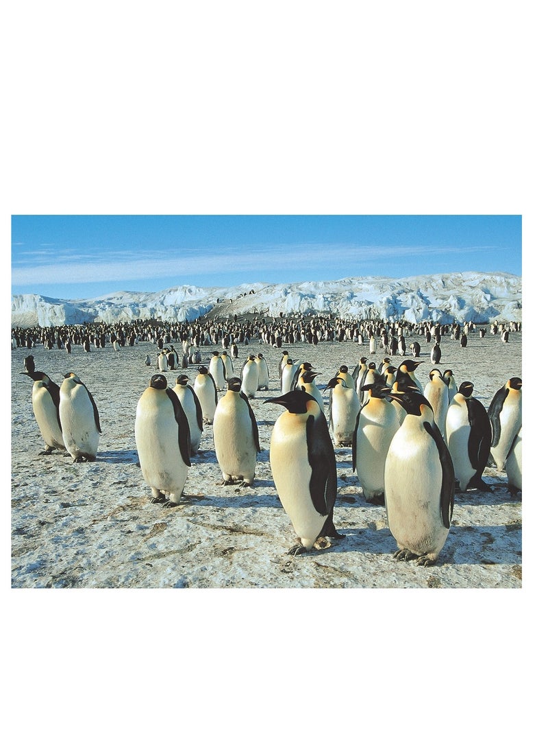 TOMAX - Tomax - Emperor Penguins Puzzle 500 Pieces - 50-089 - Image 1