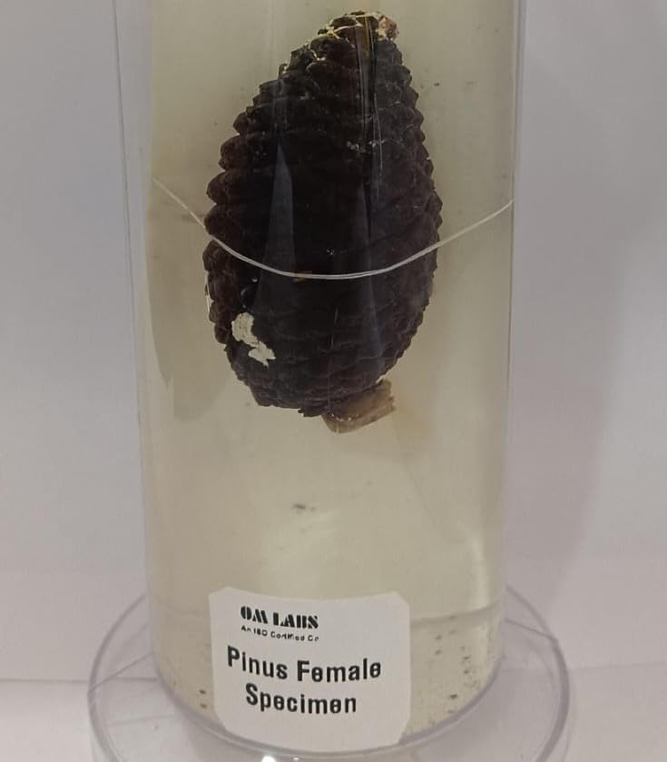 Pinus Female Specimen (Botany Specimen) Brand
