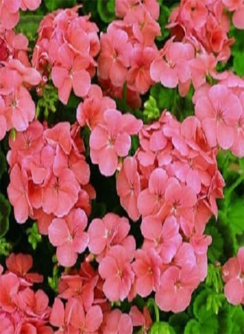 GGOOT 15 Geranium Film Coated MultiBloom Salmon Multi Bloom Geranium seeds
