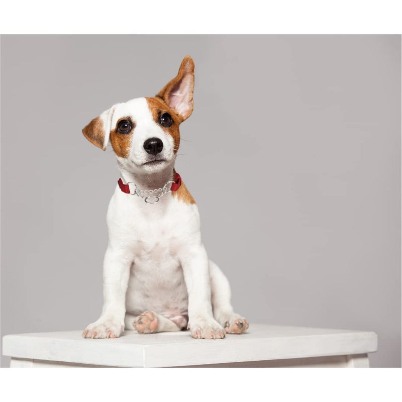 Trixie Premium Stop-The-Pull Collar, Adjustable Nylon Collar for Dogs, Made with Strong Metal Chain to Easily Slip Around Dog's Neck – (M-L, Cherry RED) - Image 2