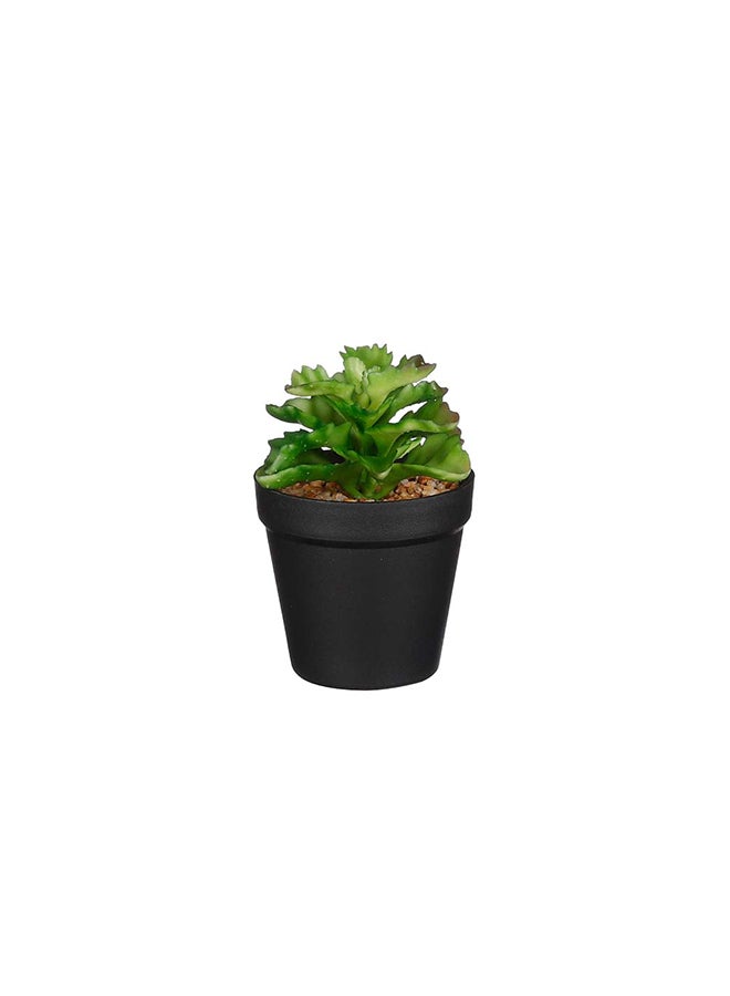 Suncoast Lavender In Pot-Purple 