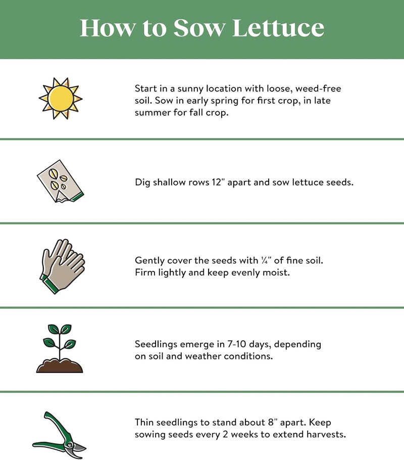 Burpee Heatwave Blend Lettuce Seeds 1000 seeds - Image 2