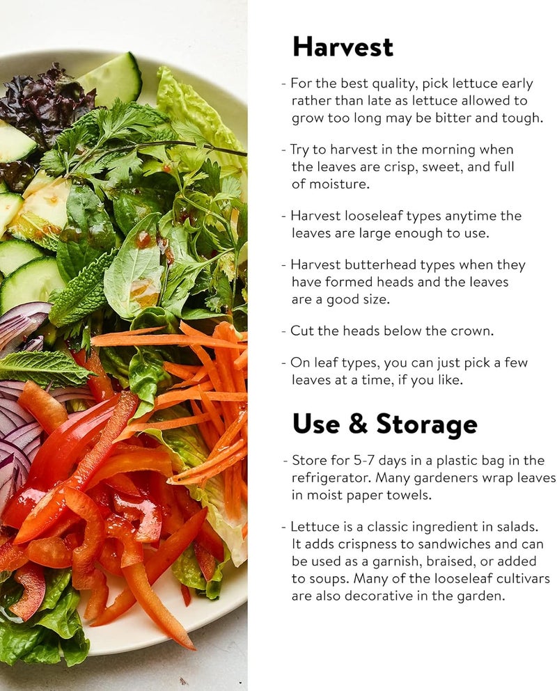 Burpee Heatwave Blend Lettuce Seeds 1000 seeds - Image 3