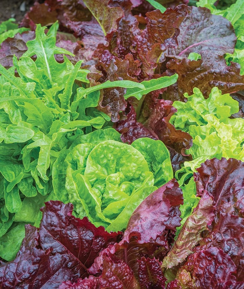 Burpee Heatwave Blend Lettuce Seeds 1000 seeds - Image 4