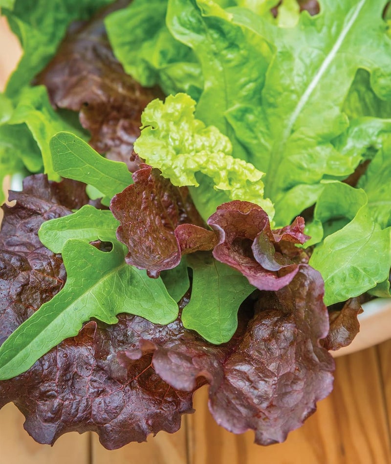 Burpee Heatwave Blend Lettuce Seeds 1000 seeds - Image 1