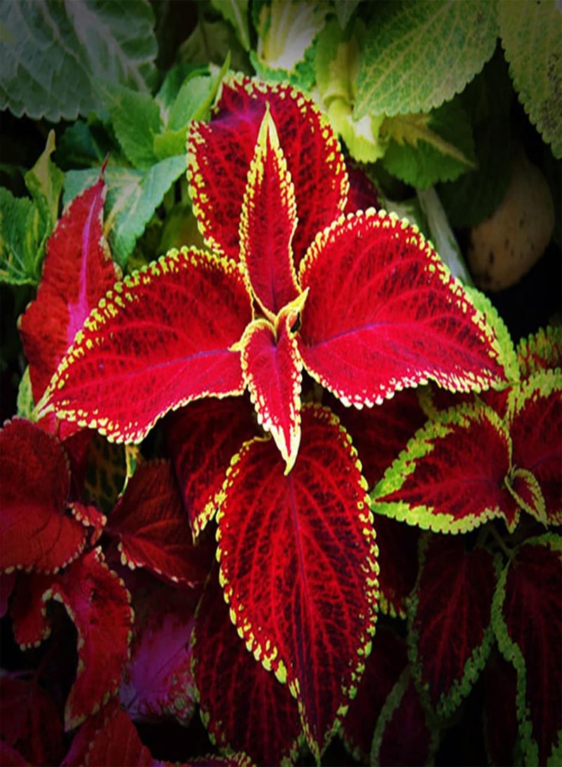 GGOOT 200Pcs Home Gardening Coleus Seeds Pack | Perennial Productive Mixed Color Natural Solenostemon Seedlings for Courtyard Seeds 1size - Image 2
