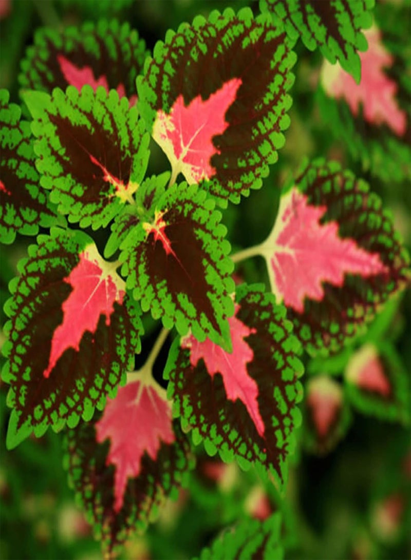 GGOOT 200Pcs Home Gardening Coleus Seeds Pack | Perennial Productive Mixed Color Natural Solenostemon Seedlings for Courtyard Seeds 1size - Image 3