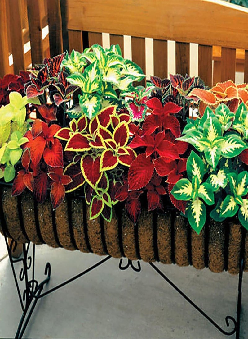GGOOT 200Pcs Home Gardening Coleus Seeds Pack | Perennial Productive Mixed Color Natural Solenostemon Seedlings for Courtyard Seeds 1size - Image 1