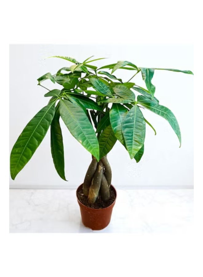 Pachira Money Tree  Live Indoor Plant with Braided Trunk, 30–40 cm | Lucky Houseplant for Home & Office Décor Easy Care Feng Shui Plant Air Purifying Green Gift