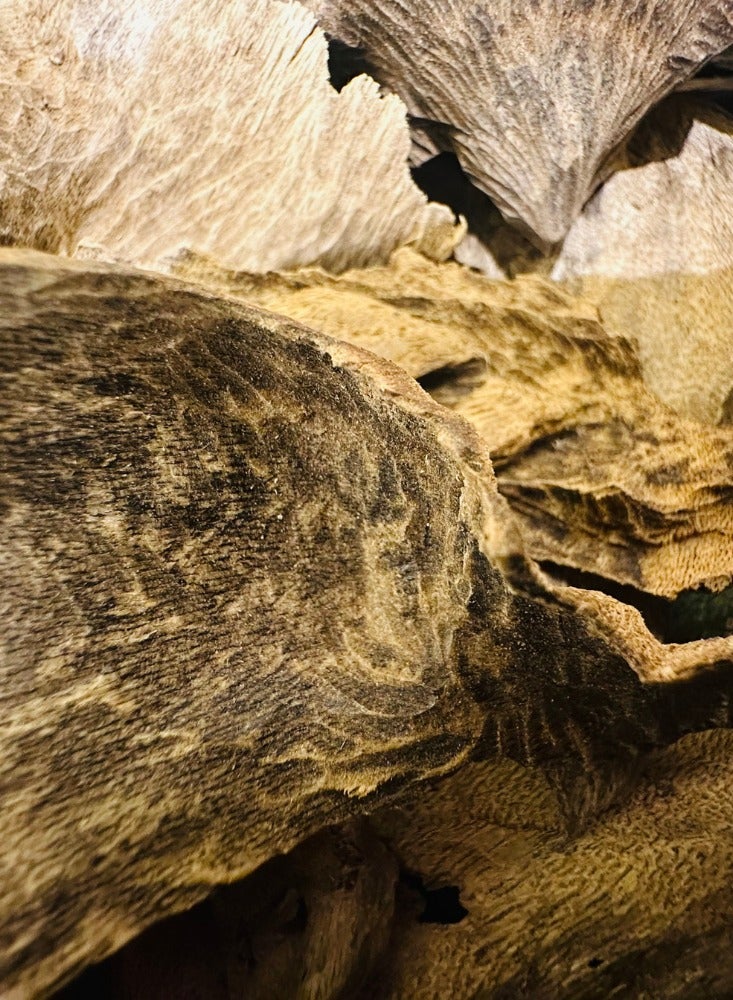 أودي SriLankan Char Oud Wood– AJ VIP Premium Adam Jungle Agarwood 12 Grams - Image 2