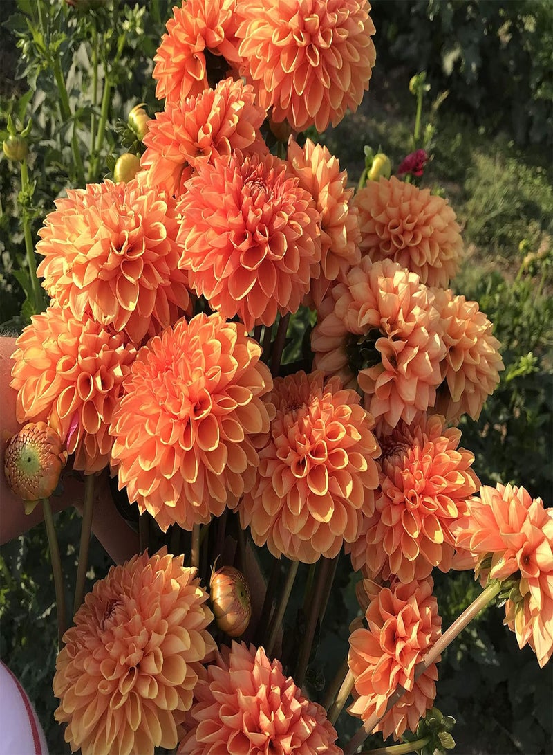 GGOOT seeds Fresh 30 pcs Dahlia Semillas Flower Seeds for Planting Orange 1