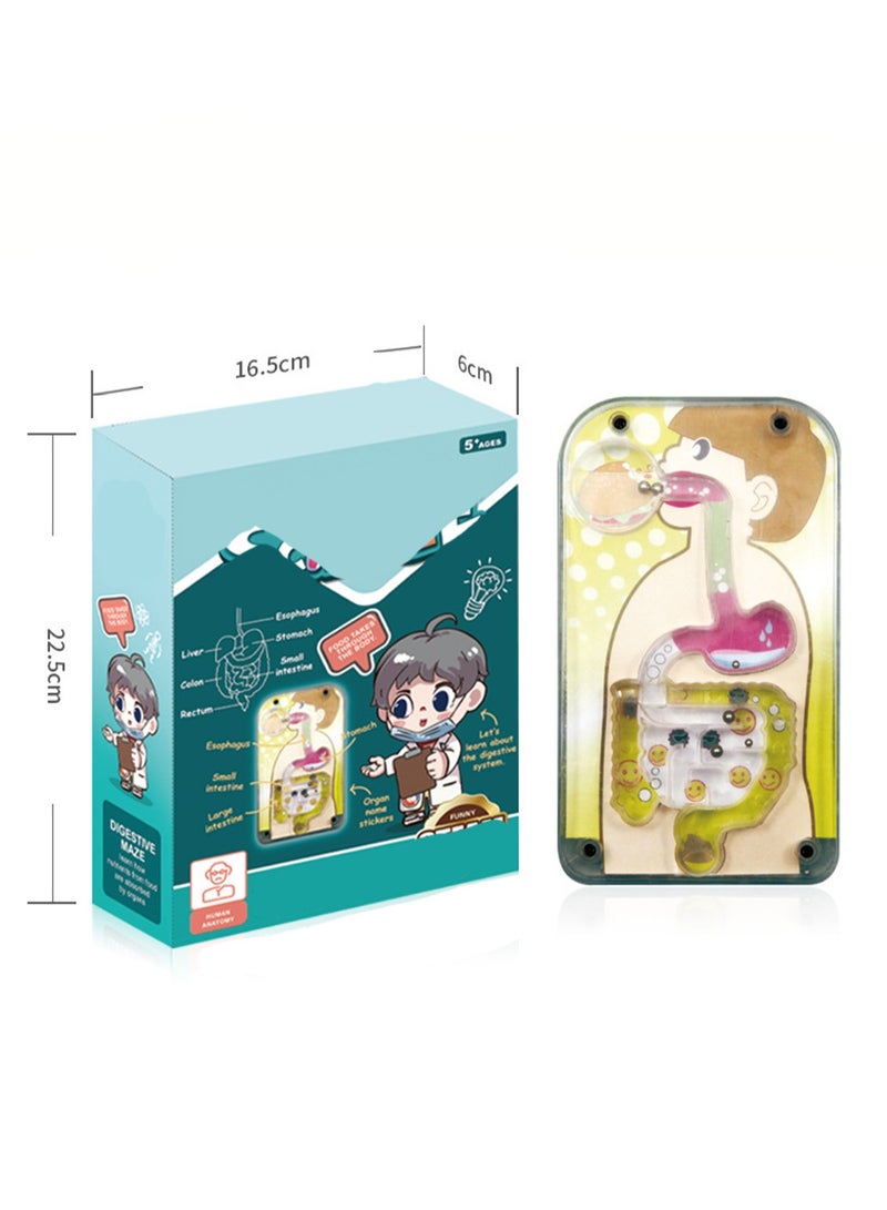 نموذج متاهة الجسم. تجميع جسم الإنسان للأطفال. نموذج الجذع بأجزاء قابلة للفصل. مجموعة العلوم التعليمية الطبية لمرحلة ما قبل المدرسة والمدرسة - Image 2
