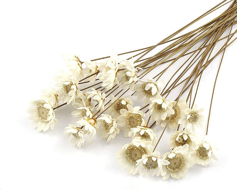 MLSG 100 Stems Natural Dry Flowers Brazilian Small Star Daisy Decorative Dried Flowers Mini Daisy Chamomile Bouquet for Wedding Floral Arrangements Home Decorations (White) - Image 1
