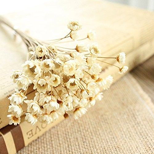 MLSG 100 Stems Natural Dry Flowers Brazilian Small Star Daisy Decorative Dried Flowers Mini Daisy Chamomile Bouquet for Wedding Floral Arrangements Home Decorations (White) - Image 4
