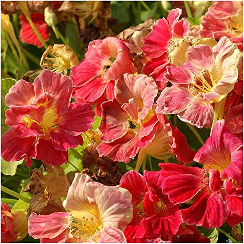 Seed Needs Nasturtium Seeds Cherry Rose Variety | 350+ Seeds Tropaeolum Minus Annual Flower Seed | Edible Flowers Red Cherry Color Prolific Blooms | Nasturtiums Flowering Seed Garden Favorite | Bulk - Image 3