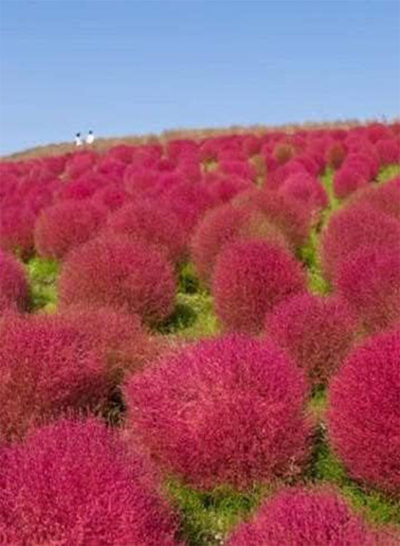 GGOOT 100 Pink Kochia Burning Bush Flower Seeds - Image 2