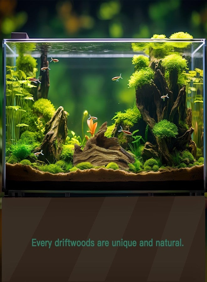 LYPHARD AQUARIUMS Driftwood for Aquarium, 3 Pieces 6-10" Natural Small Drift Wood Fish Tank Assorted Branch Decorations Pieces for Reptile Hide - Image 3