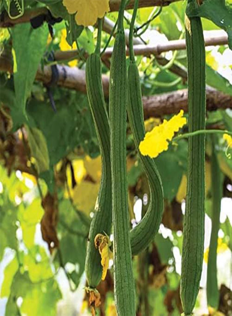 GGOOT 20 Luffa Sponge Gourd Non-GMO Heirloom Vegetable Seeds - Image 3