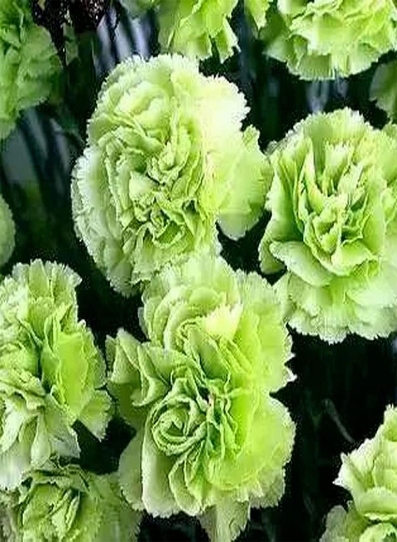 جي جوت 200 قطعة من بذور القرنفل، قرنفل أخضر نادر لزراعة الحدائق الخارجية، أزهار جذابة هي الخيار الأفضل لتزيين الشرفة - Image 2